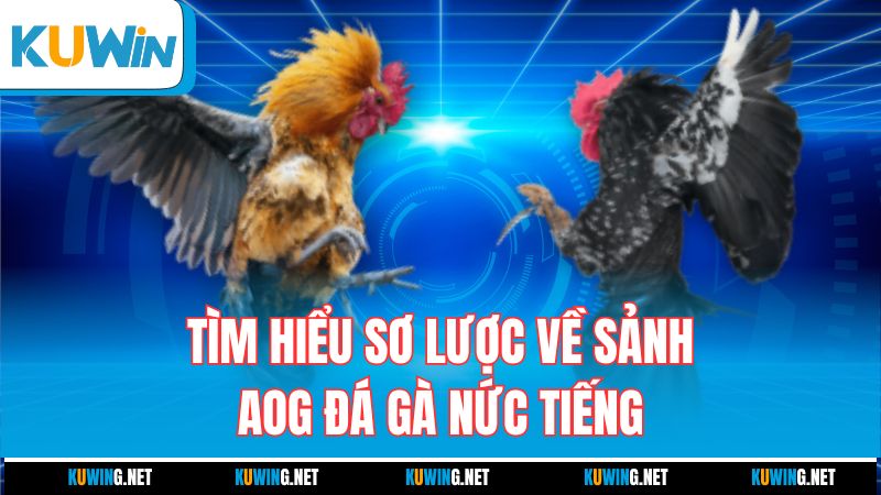 tim-hieu-so-luoc-ve-sanh-aog-da-ga-nuc-tieng